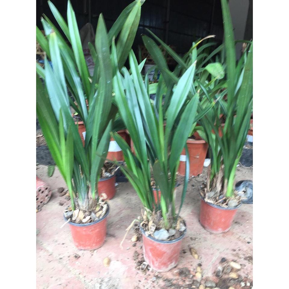 Châu giống địa lan HOÀNG KIM BẢO đột biến