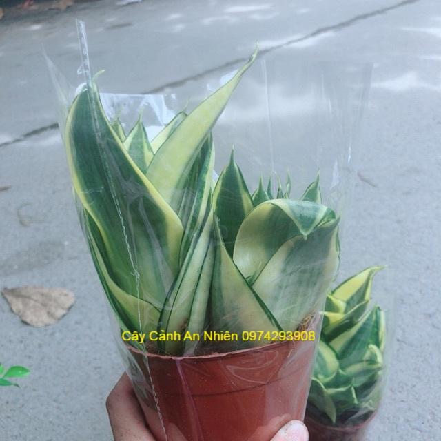 Lưỡi Hổ Thái Vàng