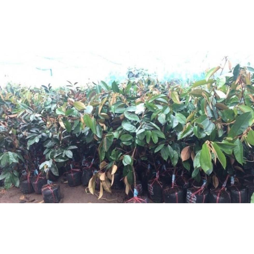 Cây Giống VŨ SỮA TRẮNG- GIỐNG F1- SIÊU QUẢ