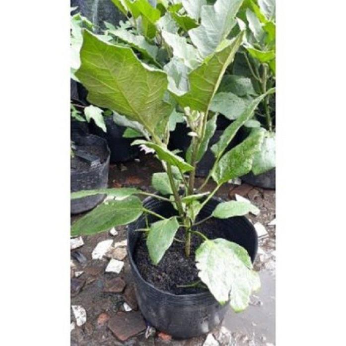 NGUYÊN CHẬU CÂY GIỐNG CÂY CÀ TÍM DÀI , GIỐNG CHUẨN F1