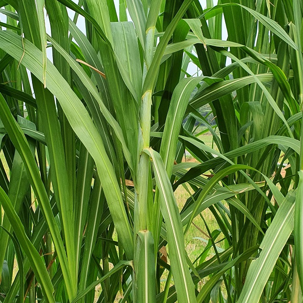 Hạt Giống Cỏ Voi Lai- Gói 500g