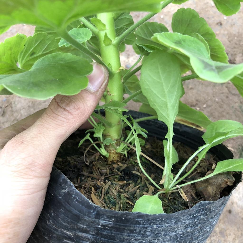 Cây hoa phong nữ thảo đứng, Cao 20cm hoa nở rộ lá xoè ô bắt mắt sức sống mãnh liệt dễ chăm sóc hợp trang trí sân vườn.