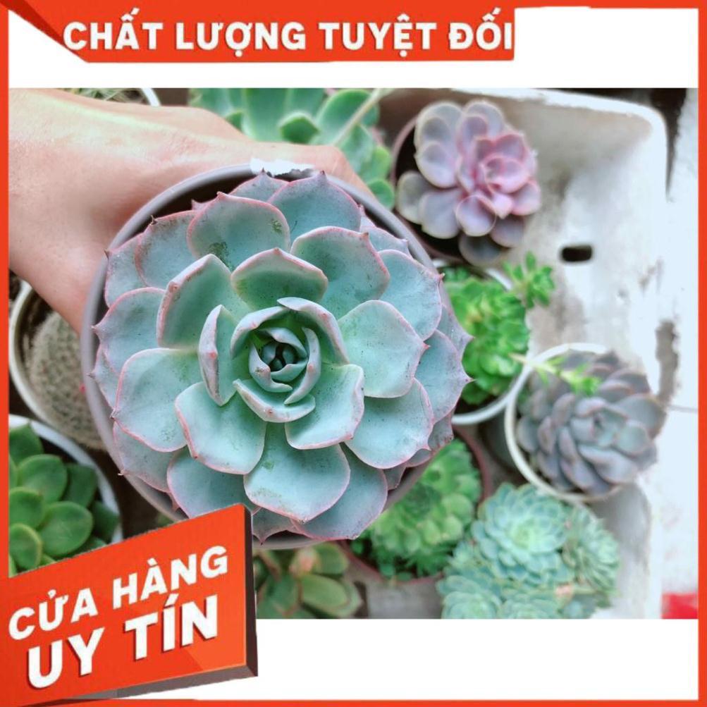 Sen đá hồng phấn Nhiều Người Mua