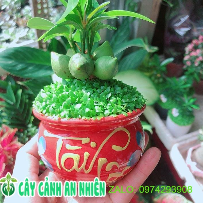 Chậu Cây May Mắn Tài Lộc