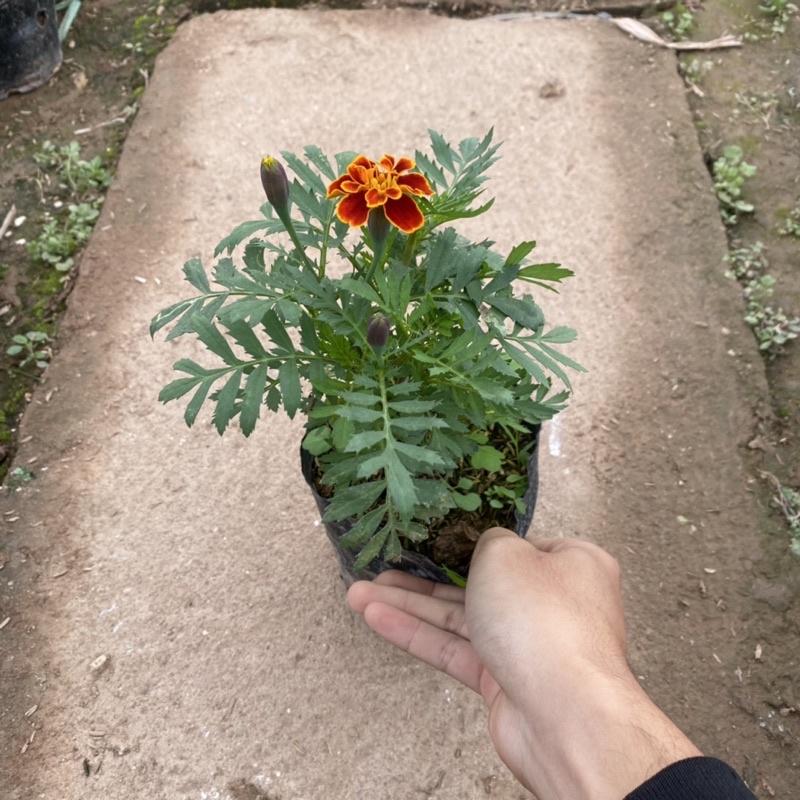 Cây hoa cúc pháp trồng trong bịch đen đã có nụ và đang ra hoa cao 15-20cm