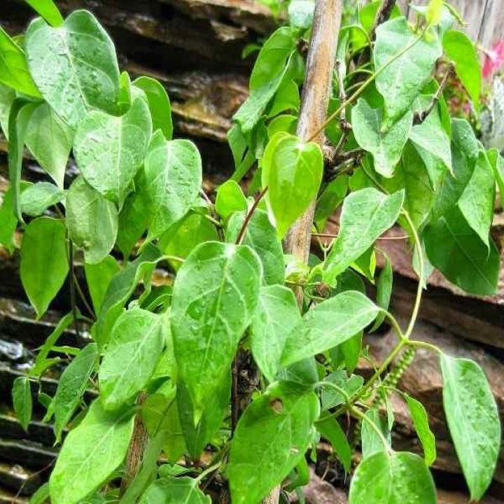 Hạt giống RD Giống Lá Giang Rado 371 gói 5 hạt