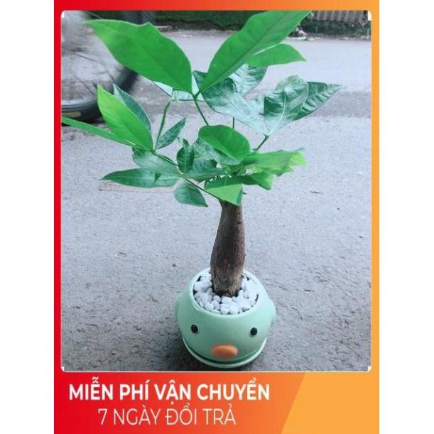 Chậu Kim Ngân 1 Thân