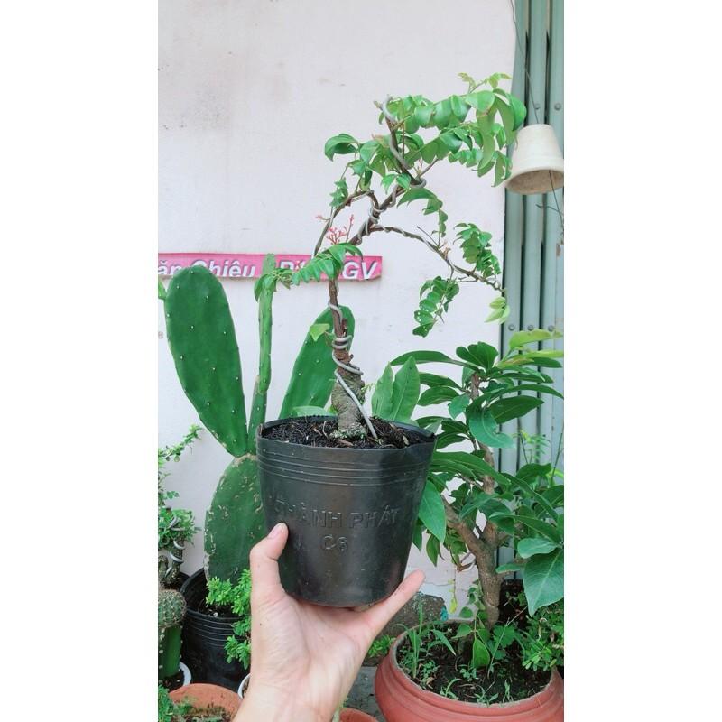 Cây Khế Bonsai