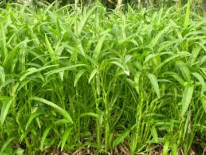 Hạt giống rau muống 50 gram