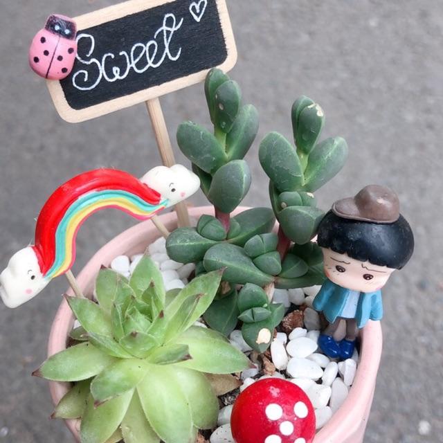 Chậu sen đá tiểu cảnh