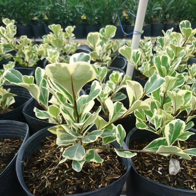 Chậu Cây bàng cẩm thạch lá tim