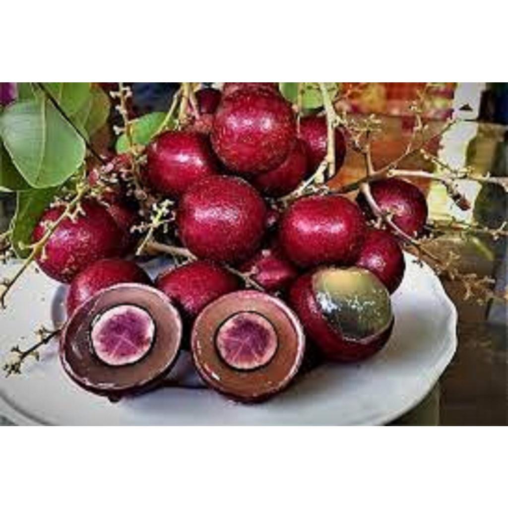 Cây giống NHÃN LONG TÍM )