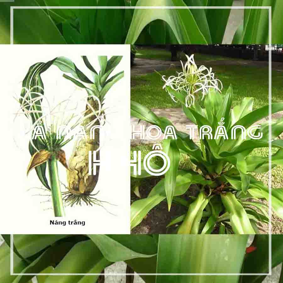 Lá náng hoa trắng khô sạch đóng gói 500gram