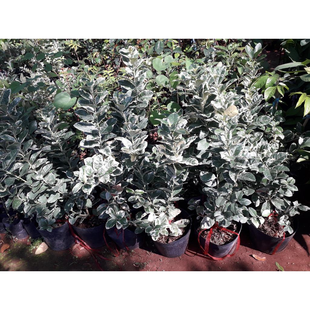 CÂY GIỐNG CHANH Cẩm Thạch