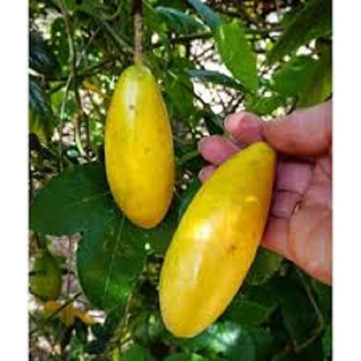CÂY GIỐNG CÂY CHANH LEO CHUỐI NAM MỸ