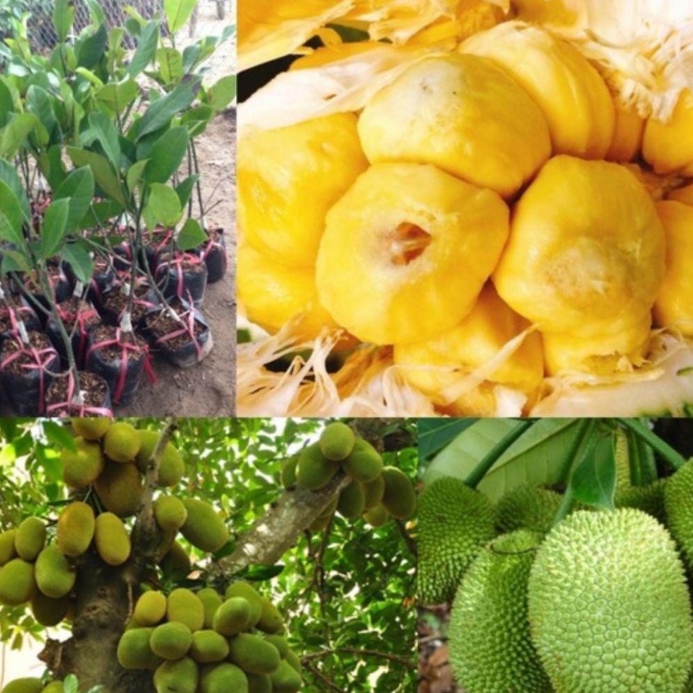 Cây mít tố nữ nữ hoàn của các loại mít