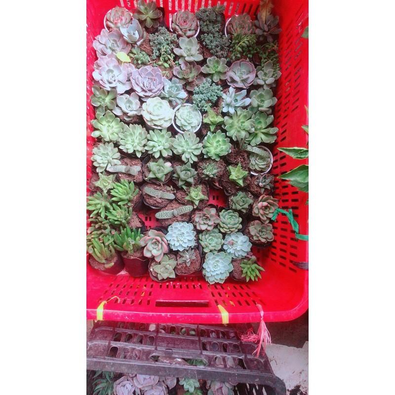 Combo 10 Cây Sen Đá