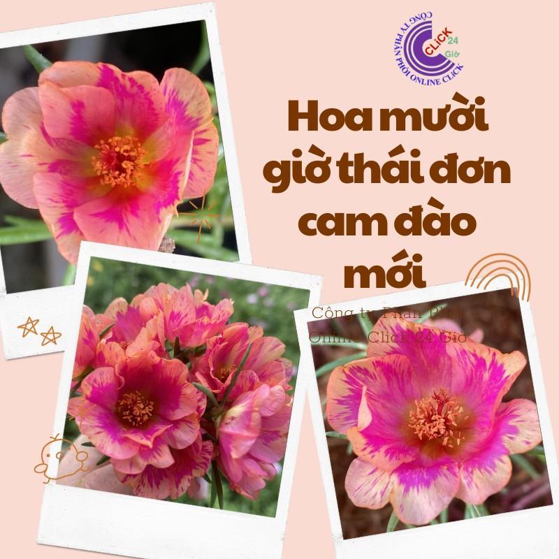 1 Ký Cành Giống Hoa Mười Giờ Thái Đơn Cam Đào Siêu Siêng Hoa, Màu Mới Nhập Khẩu Đẹp Rực Rỡ