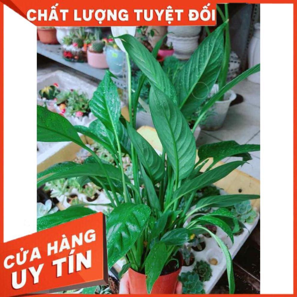 Chậu cây lan ý Nhiều Người Mua