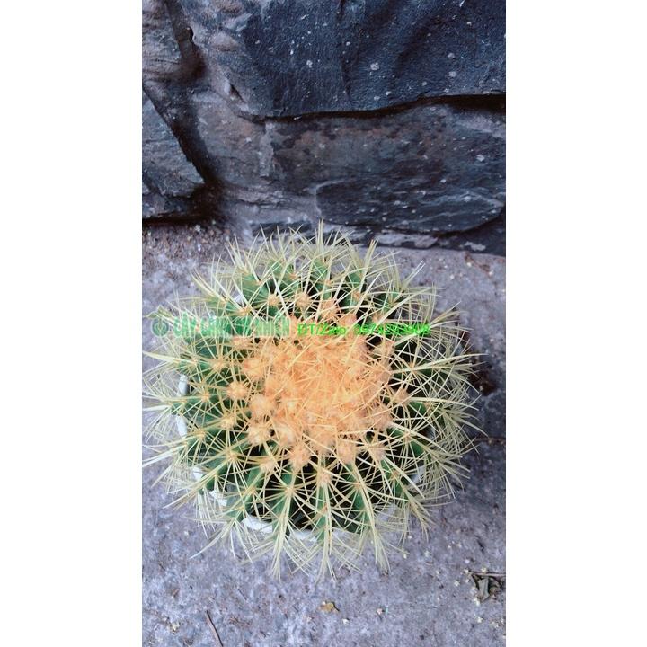 Chậu Xương Rồng Kim Hổ