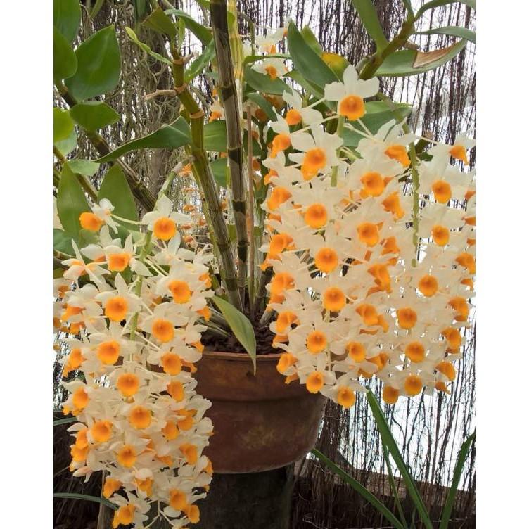 1 chậu hoa lan KIỀU CAM  hàng rừng TÂY BẮC thuần chậu siêu to, hoa siêu đẹp