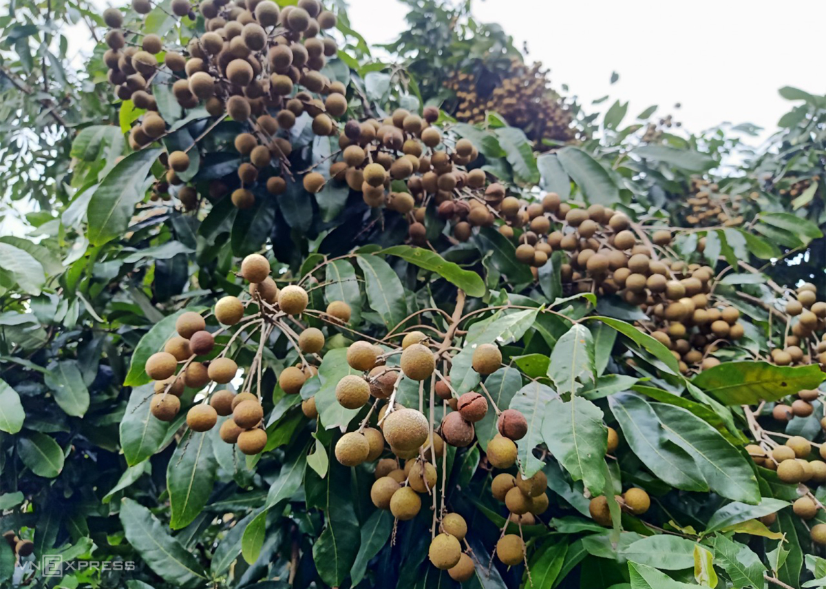 Phân bón chuyên dưỡng trái - SUPER FRUIT - Giúp trái chắc ngọt, sáng đẹp, bảo quản được lâu sau khi thu hoạch