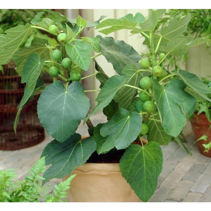 Cây GIỐNG Sung Mỹ Jinaofen