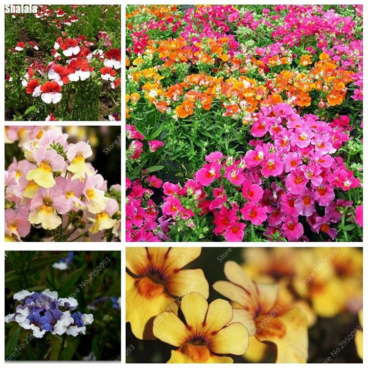 Hạt giống Cúc Nemesia Mix – Gói 100Hạt