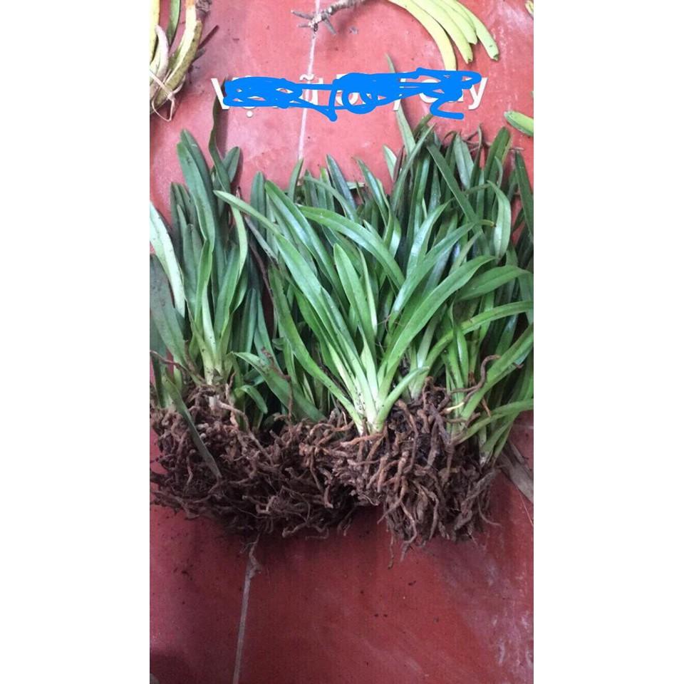 Lan HÀI VỆ NỮ HOA TÍM PHÂN NHÁNH RỪNG TÂY BẮC