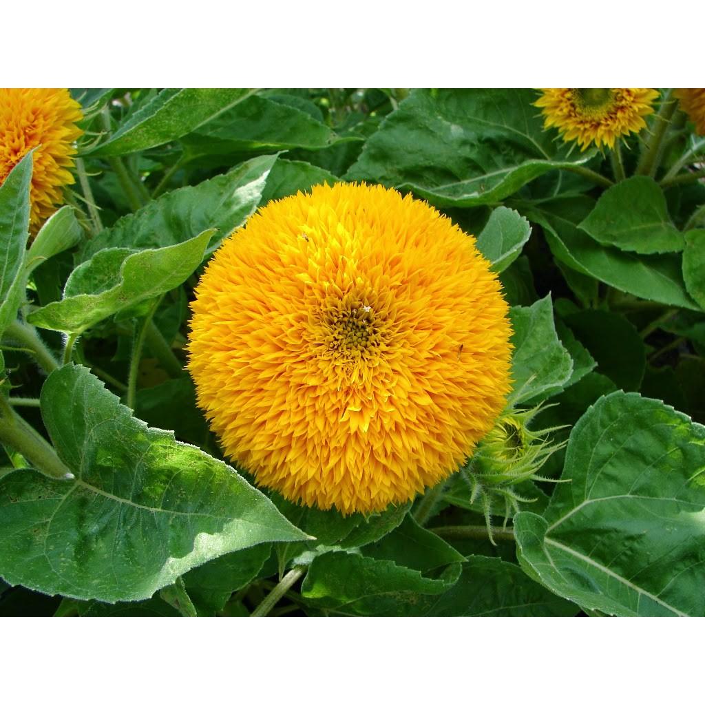 Hạt Giống Hoa Hướng Dương Cánh Kép