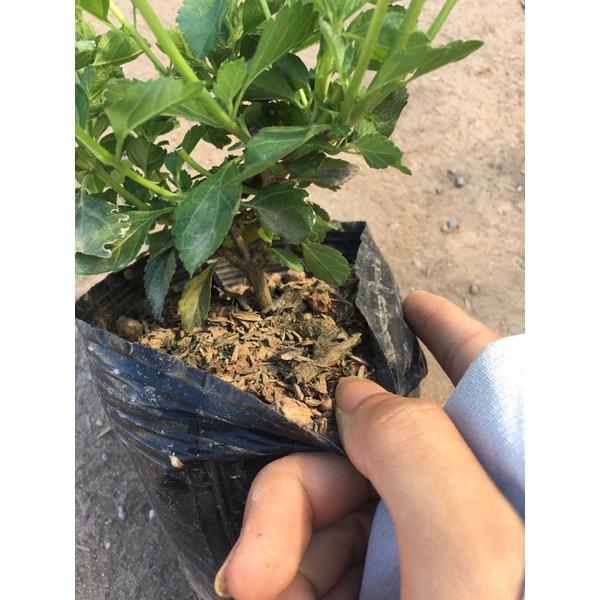 Cây hoa ngũ sắc vàng rủ trồng bịch đen ,thích hợp trồng công trình trang trí sân vườn