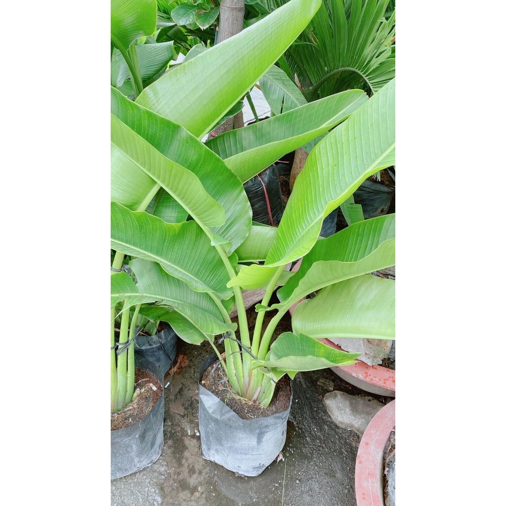 Cây Chuối Rẻ Quạt