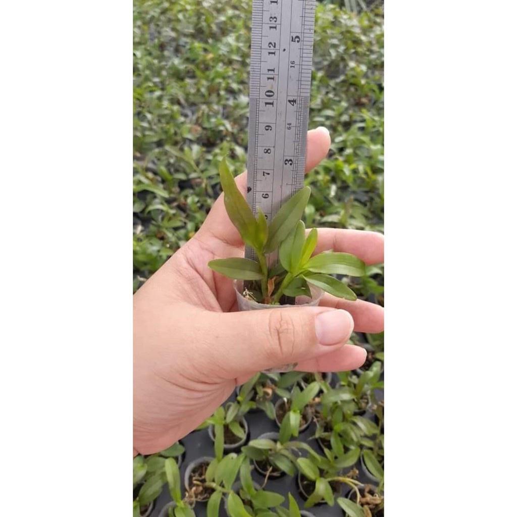 Hoa phong lan - 5ct gieo hạt