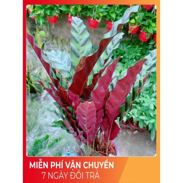 Đuôi Công Phụng Xanh