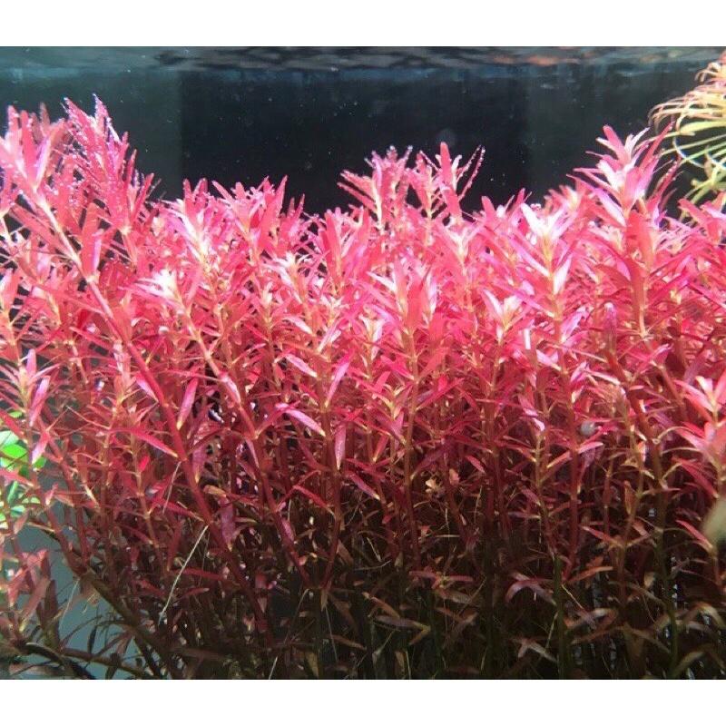 Cây Vảy Ốc Rotala 14 ngọn - Cây Thuỷ Sinh Cắt Cắm