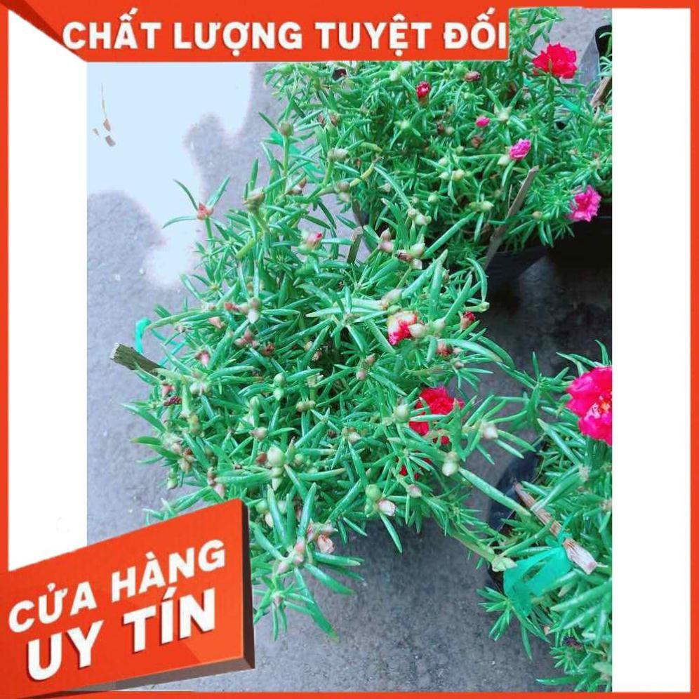 Hoa mười giờ mỹ Nhiều Người Mua