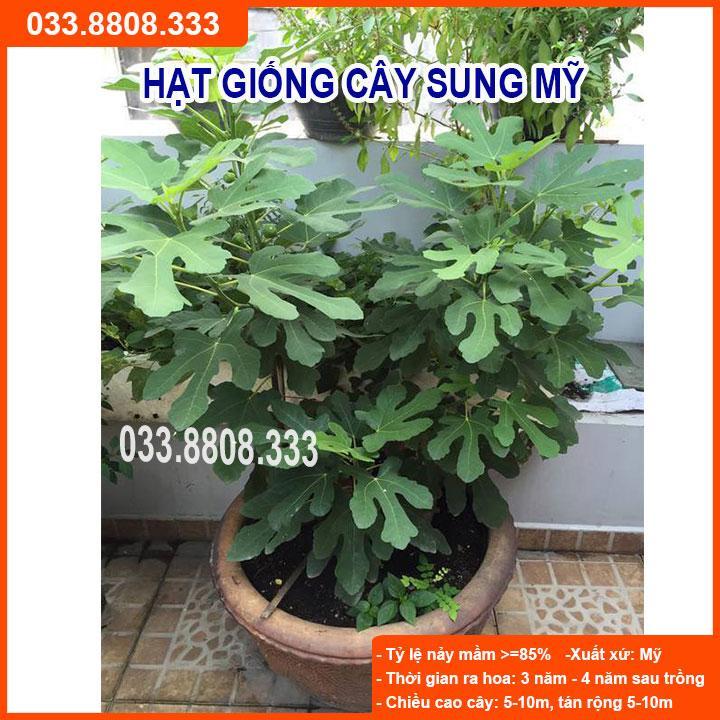 HẠT GIỐNG CÂY SUNG MỸ - DỄ TRỒNG, DỄ CHĂM