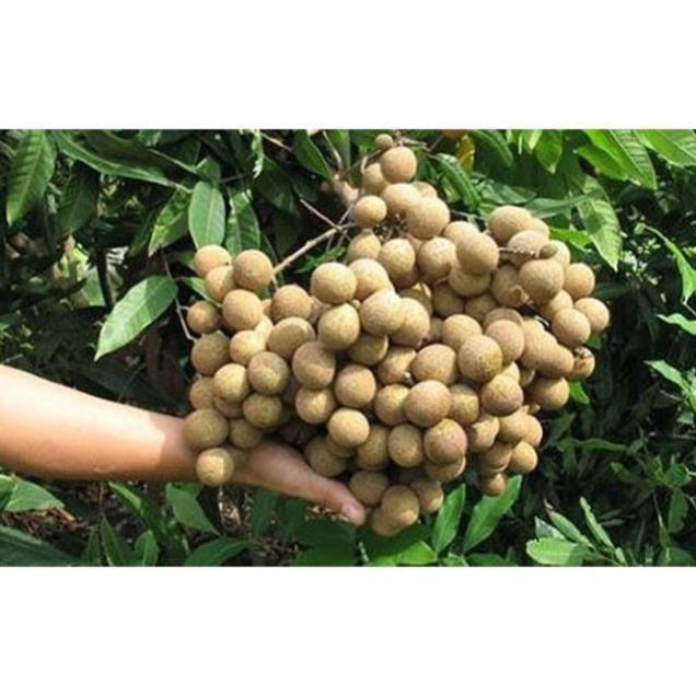 CÂY GIỐNG NHÃN LỒNG MUỘN SIÊU NGON SIÊU QUẢ- CAM KÊT GIỐNG CHUẨN F1