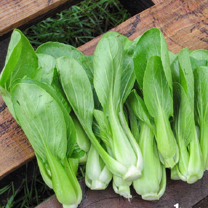 Hạt Giống Rau Cải Thìa Cao Sản -1Kg