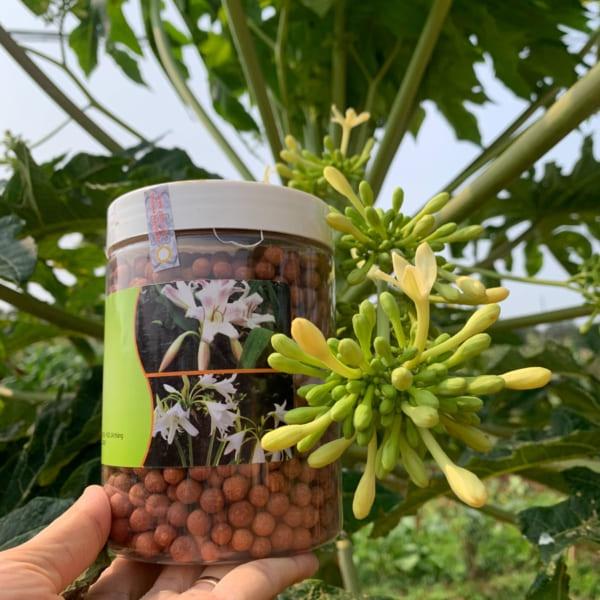 Hộp 500 gRam Viên trinh nữ hoàng cung cao Xạ Đen.