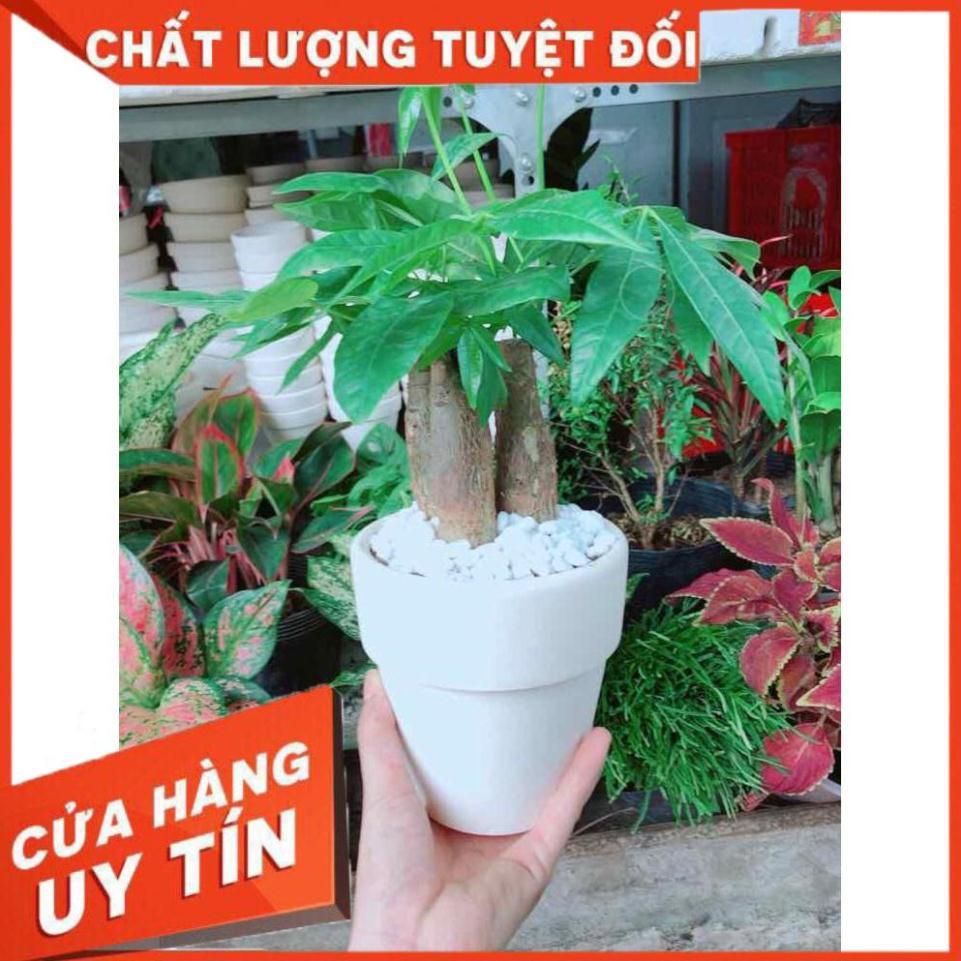 Chậu kim ngân 3 thân Nhiều Người Mua