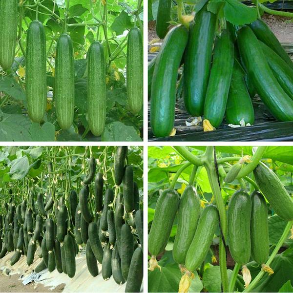 Hạt Giống Dưa Chuột Chùm Siêu Trái -