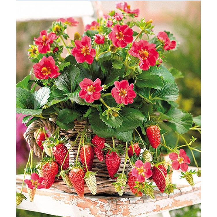 Hạt giống dâu tây đỏ chịu nhiệt 100 hạt/gói
