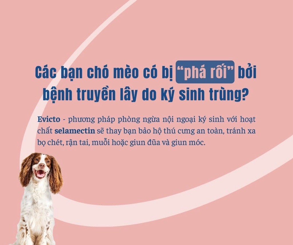 Virbac Evicto phòng bọ chét, rận tai, giun chó mèo (sản xuất tại Pháp)