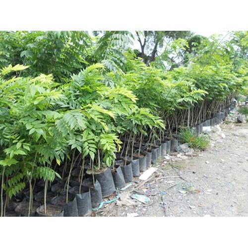 Cây giống gỗ Sưa đỏ.