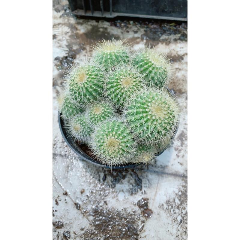 Xương Rồng Bụi