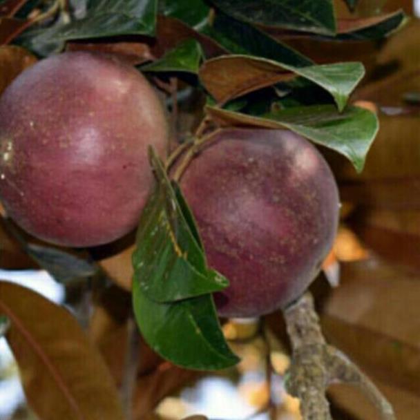 Cây Giống Vú Sữa Lò Rèn