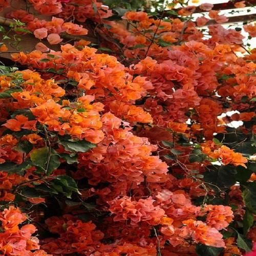 HOA GIẤY MÀU CAM,HOA GIẤY MÀU CAM - chậu đang hoa -