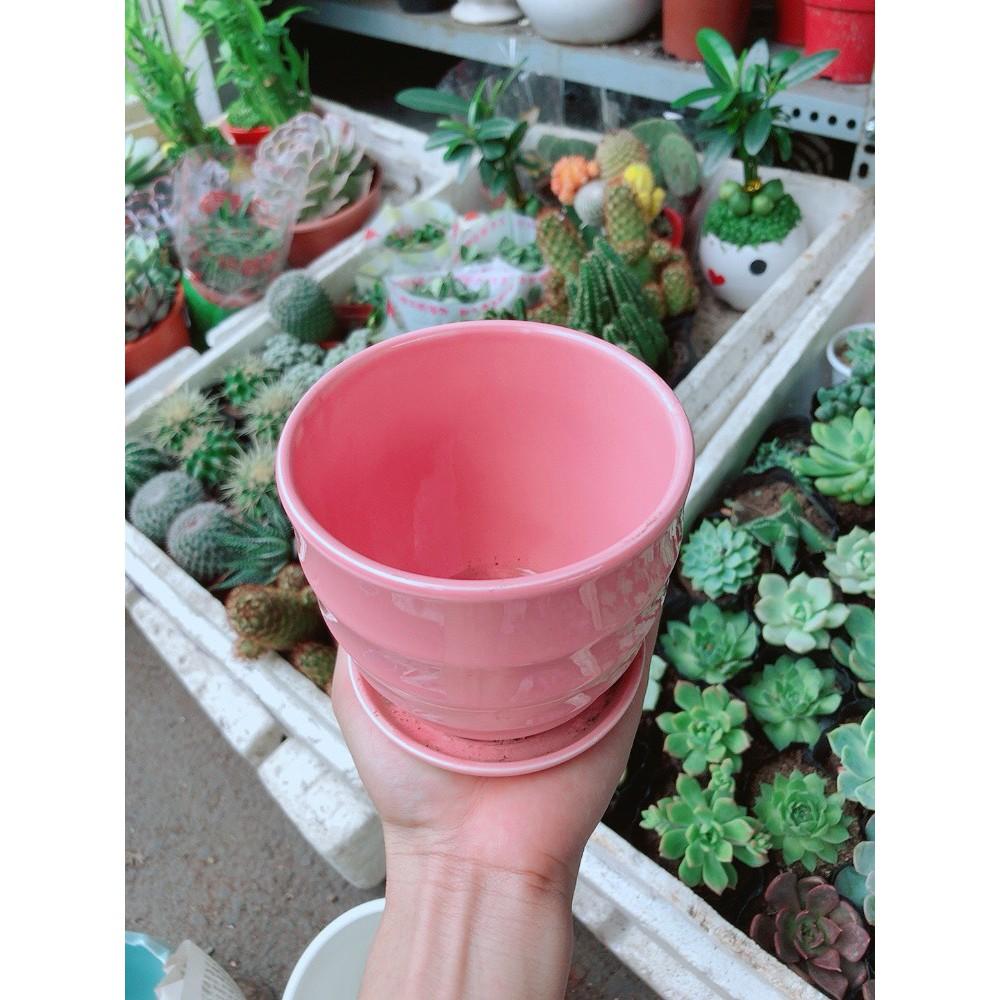 Chậu kiểu hồng có dĩa lót