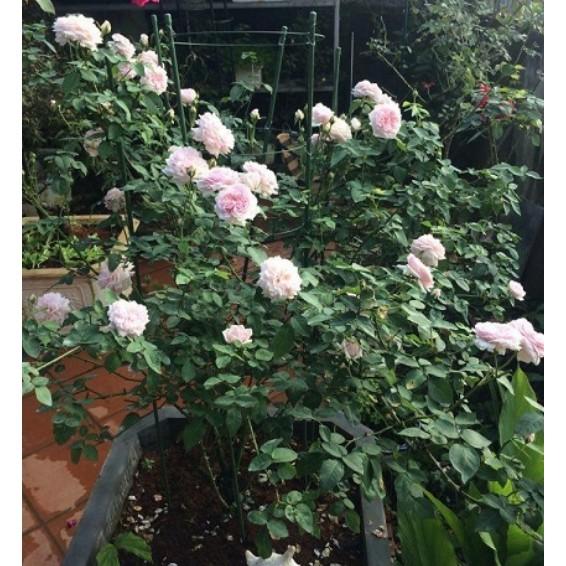 Hạt giống hoa hồng vân khôi 20 hạt/gói